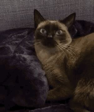 They speak both with their voice and with their body. Cat Siamese GIF - Cat Siamese Afirmative - Discover ...