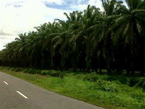Faktor harga di dalam dan luar negeri selama ini sangat mempengaruhi ekspor minyak kelapa sawit indonesia. Teluk Merbau: Petani Tidak Siap untuk Replanting ( permajaan )