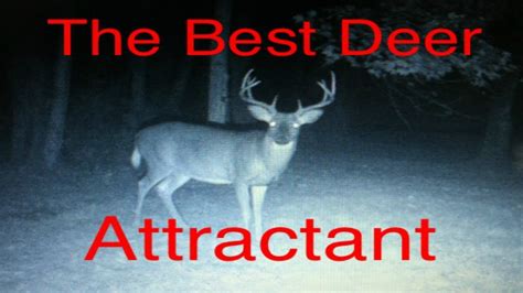 The Best Deer Attractant Vanilla Crabapple Pie Youtube