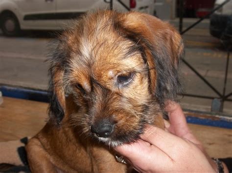 Petit chiot a adopter – chaton chien à donner