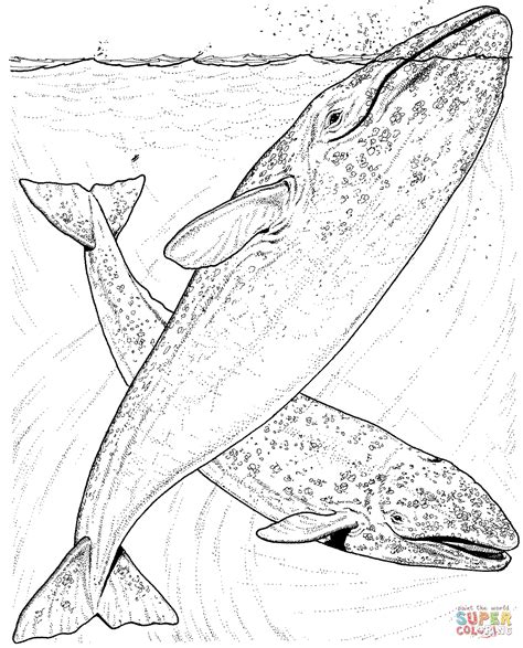 Grey Whales Coloring Pages 1082×1342 Whale Coloring Pages