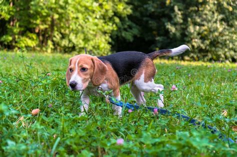 Un Perrito Pensativo Del Beagle Con Un Correo Azul En Un ...