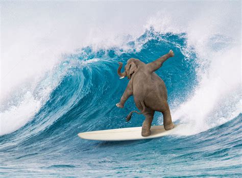 Funny Elephant Surfing Pictures