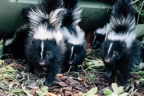 Living In Harmony With Skunks —santa Barbara Wildlife Care Network