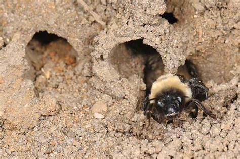 9 Animals That Dig Holes In Yards With Pictures Wildlife Informer