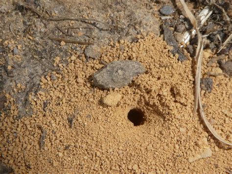 Ant Holes Naturespot