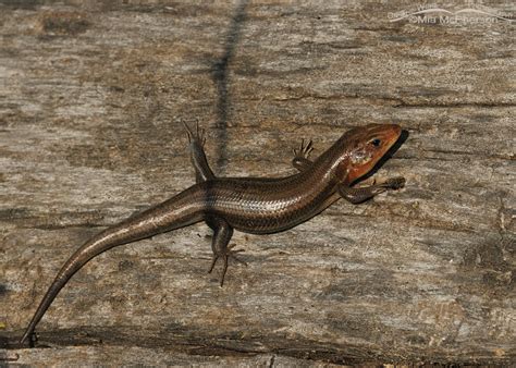 Common Five Lined Skink Photos Mia Mcphersons On The Wing Photography