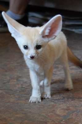 Puppies, kittens, chicken coops, livestock for adoption. Baby Fennec Fox Available For Kid FOR SALE ADOPTION from ...
