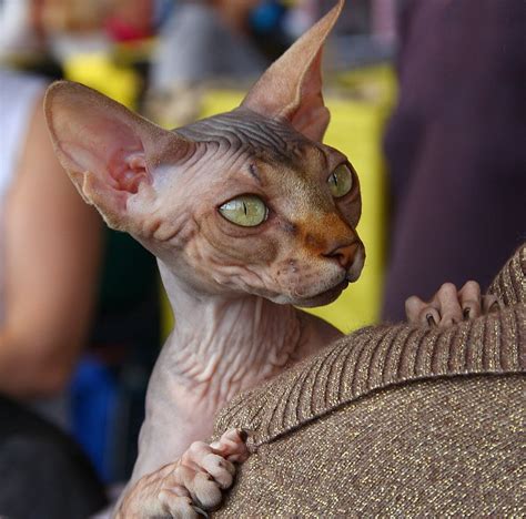 Sphynx By Serg Semin On 500px Cute Cats Hairless Cat Gorgeous Cats