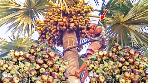 Fresh Toddy Palm Nungu Fruits Cutting From Tree Taadi Munjulu