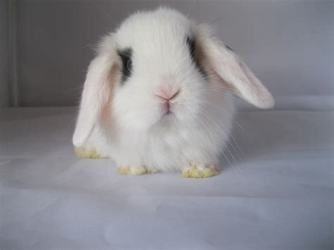 Holland Lop Rabbits For Sale Los Angeles Ca 320700
