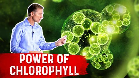 The Power Of Chlorophyll For The Gut Healthy Keto™ Dr Berg