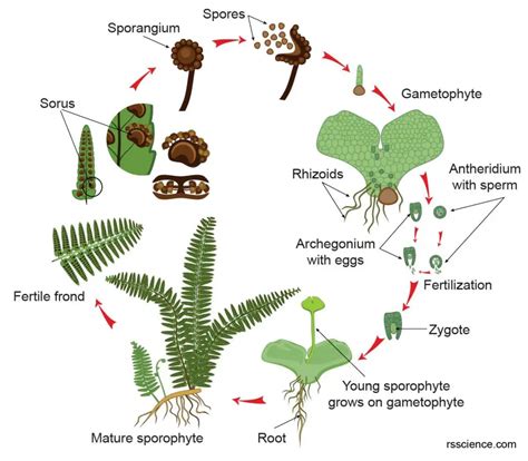 Fern Spores Under A Microscope Rs Science