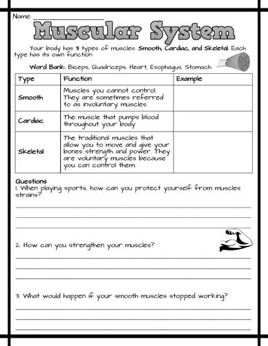 Muscular System Worksheets Teaching Resources