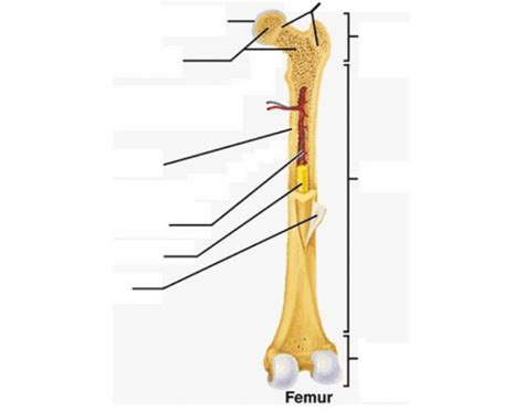 Anatomy Of The Long Bone Quiz