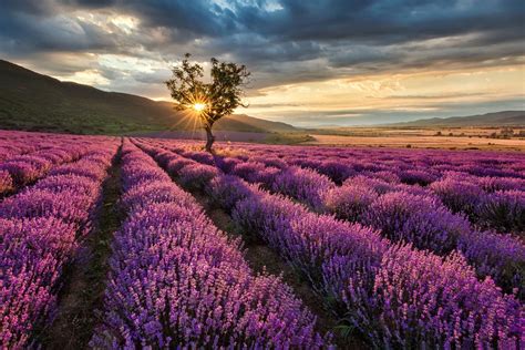 Los campos de lavanda de Brihuega duplican sus visitas - economiahoy.mx