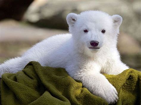 I Am Cuddly Soft Baby Polar Bears Cute Polar Bear Polar Bear Wallpaper