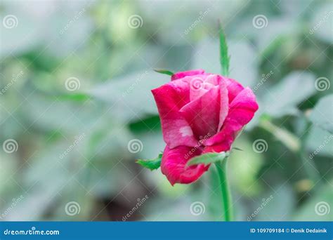 Side View Half Bloom Rose Stock Photo Image Of Beauty 109709184