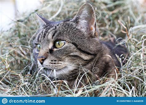 A Cat Lies Hidden In The Hay While Hunting Stock Photo Image Of