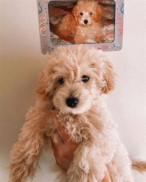 All of our maltipoo puppies come with a health guarantee & references. Maltipoo Puppies For Sale | The Bronx, NY #330357