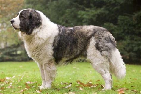 Are Carrots Good For A Pyrenean Mastiff
