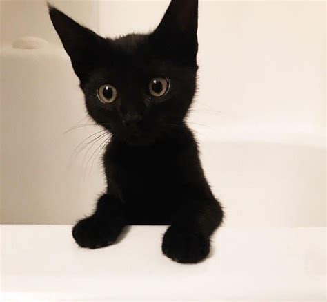 17 Reasons You Should Never Adopt A Black Cat Cute Black Cats Cute