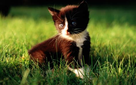Loveable Baby Kitten On Grass Wallpapers Hd Desktop And Mobile