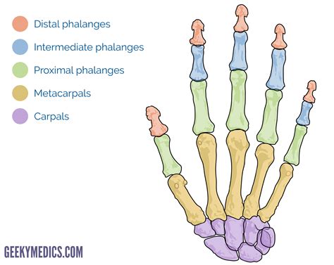 Bones Of The Hand Carpal Bones Metacarpal Bones Geeky Medics