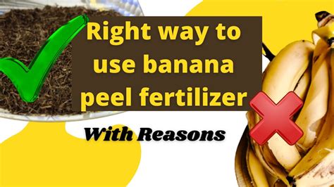 Pdf | a banana is a nutritious fruit which contains good vitamins and nutrient for body. Right way to use banana peel fertilizer with reasons in ...
