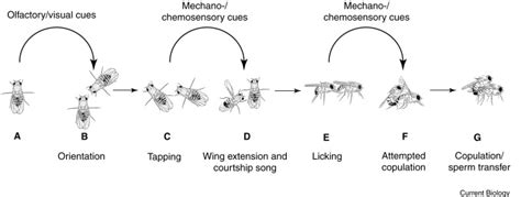 Control Of Male Sexual Behavior In Drosophila By The Sex Determination Pathway Current Biology