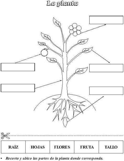 Partes De Una Planta Para Ni Os De Primaria Web Del Partes De La