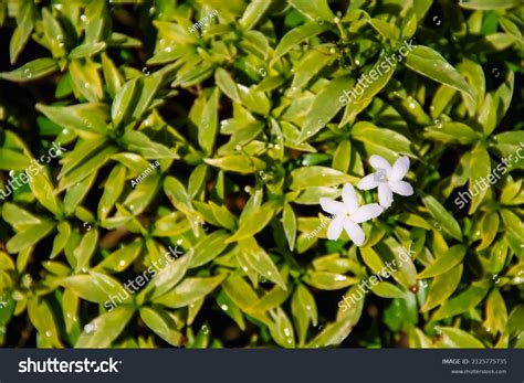White Flowers Sampaguita Jasmine Blooming Water Stock Photo 2125775735