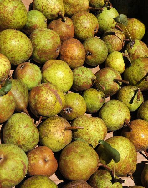 21 votes) the bradford pear tree is known scientifically as pyrus calleryana. This oldest of pear trees bears fruit | Local News ...