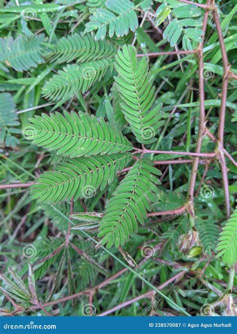 Mimosa Pudica Leaf In Close Up View Stock Image Image Of Tree Branch