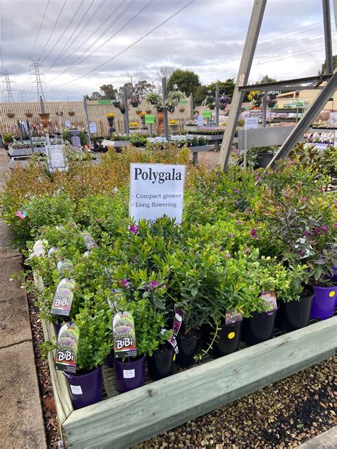 Plant Range Pinewood Nursery