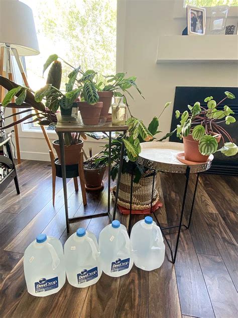 How To Water Plants While Away For 2 Weeks 9 Ways To Keep Houseplants