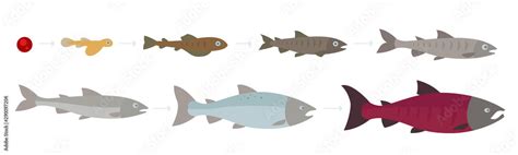 Vetor De Life Cycle Of The Atlantic Salmon Stages Of Salmon Fish