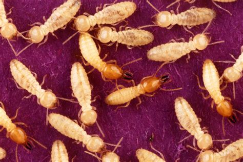identifying termites iron mantis pest control