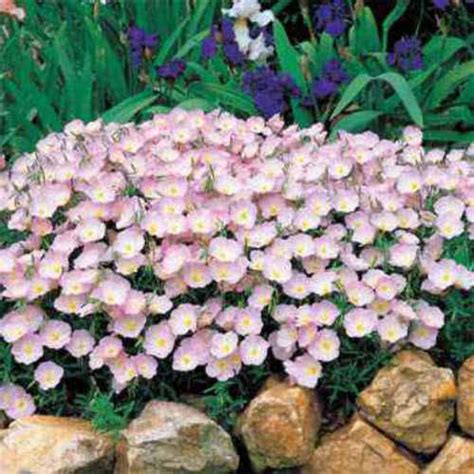 Shop.alwaysreview.com has been visited by 1m+ users in the past month Maimoon: Pink Evening Primrose Seedling
