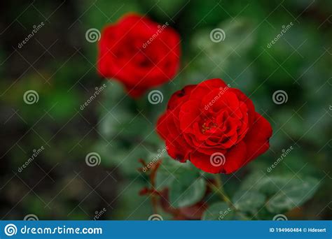 Vibrant Big Red Roses In Garden Top View Stock Photo Image Of
