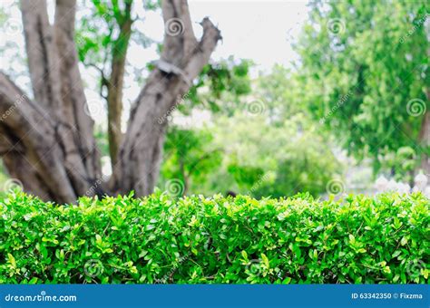 Green Fence Bush With Blur Park Background Stock Photo Image Of Fence