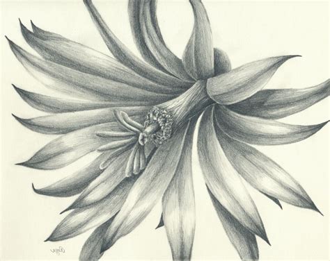 Likewise, a pencil maker might use the letter b to designate the blackness of the pencil's mark, indicating a softer lead. Flower Drawing Artists Famous Pencil Drawing Artists ...