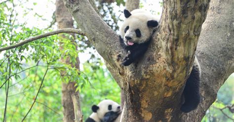 Pandas Use Lockdown Privacy To Mate After A Decade Of Trying Enca