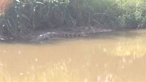5 tafsir mimpi buaya menurut islam. Warga Melihat Penampakan Dua Ekor Buaya di Sungai Batang ...