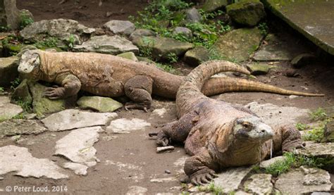 Photographs of Gembira Loka Zoo, Yogyakarta, Indonesia, 2013-14 by