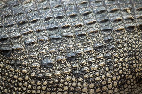 Black Crocodile Leather Crocodile Texture Leather Crocodile Skin