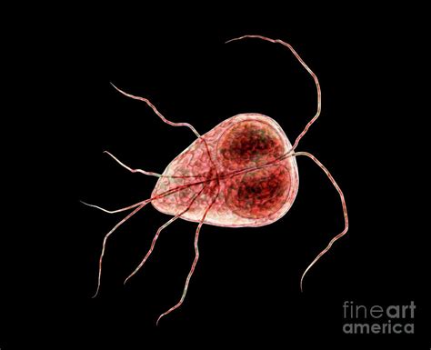 Giardia Lamblia Parasite Photograph By Kateryna Kon Science Photo