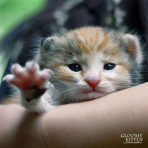 Pictures Of Really Cute Kittens Gloomy Kitten Very Cute 4 Thumb A