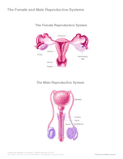 Blank Diagram Of Human Reproductive Systems DRAW IT NEAT Resources
