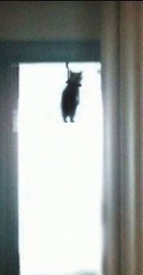 Create Meme Sad Cat Who Hanged Himself Blurred Image Cats